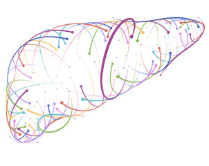 Illustration of colored lines and intersections of human liver, modern style, on white background. It is used in medicine, commerce, industry and education.