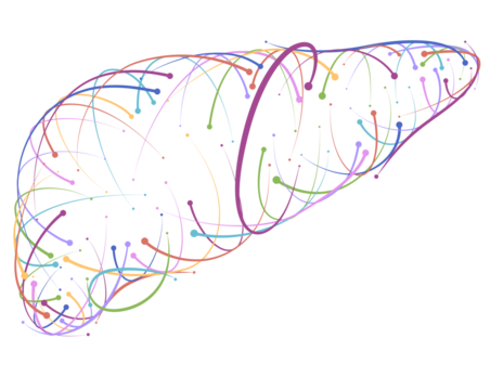 Illustration of colored lines and intersections of human liver, modern style, on white background. It is used in medicine, commerce, industry and education.