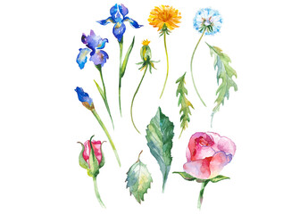 Watercolor painted collection of flowers. Hand drawn flower design elements isolated on white background.