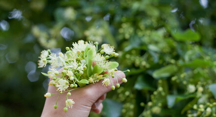 Linden tree flowers - foraging for a delicious herbal tea. Lime tree -  European Tilia Cordata
