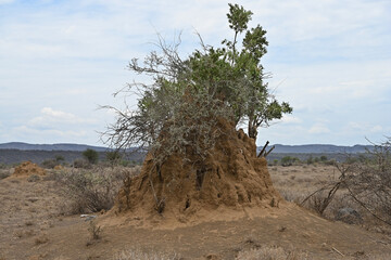 Fototapeta na wymiar Huge termite mound in the middle of the African savanna