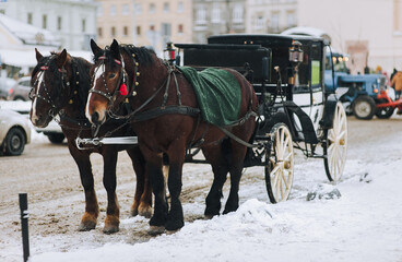Two walking dark brown horses covered with blankets stand at the crossroads of streets during a snowfall. Carriage for tourists. Lviv, Ukraine.