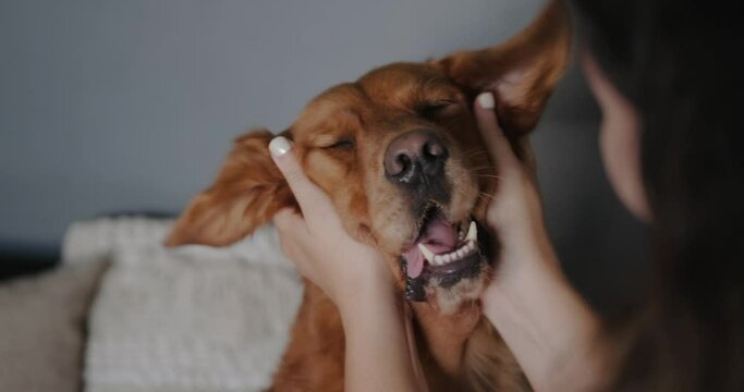 Funny face of a Golden Retriever dog being stroked by a young woman. Fun games with dogs. Pet store and dog walking services. Funny dog with his owner.