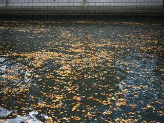 川に浮かぶ色づいた木の葉