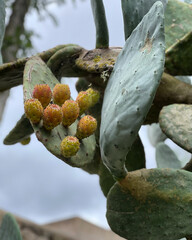 cactus fig tree
