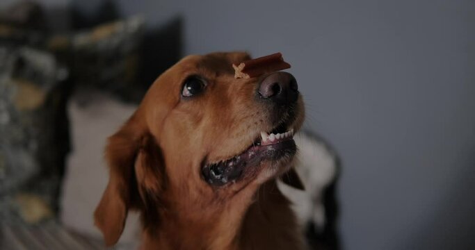 A close-up of the funny face of a dog holding a small bone on its nose. A slobbering dog performs tricks for a treat. Dog training and command execution. Animal trick, holds a treat on its nose.