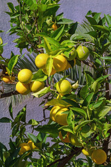 Branches of tangerine tree with ripe fruit on sunny autumn day