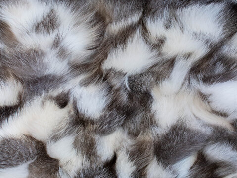 Chinchillas or fox fur. Luxury winter background.
