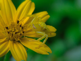 Flower crab spider or Thomisidae with a beautiful camouflage yellow color