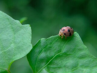 Henosepilachna insect on fresh green leaves, Henosepilachna has a beautiful spotted color pattern