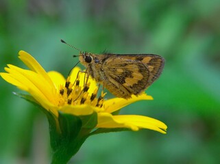 The Potanthus omaha butterfly or skipper butterfly is often found in open spaces with flowering plants