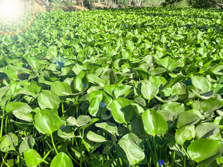 Picture of water hyacinth plants that have spread all over the canal.