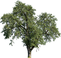 Freistehender grosser Baum mit grünen Blättern - obrazy, fototapety, plakaty