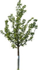 Freistehender junger Apfelbaum mit grünen Blättern