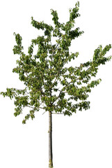 Freistehender junger Kirschbaum mit grünen Blättern