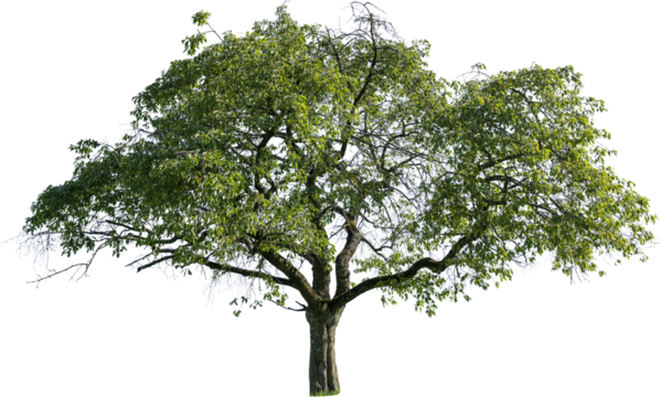 Freistehender grosser Baum mit grünen Blättern