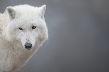polar wolf sitting against the backdrop of a snowy forest