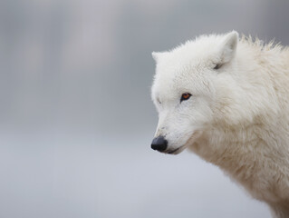 polar wolf sitting against the backdrop of a snowy forest
