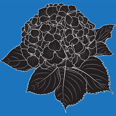 Blooming hydrangea flower outline, black and white vector illustration.