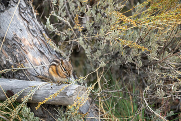 Chipmunk Eating Grains