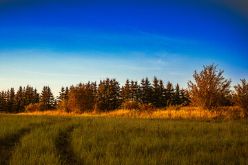 Countryside field with trees at sunset