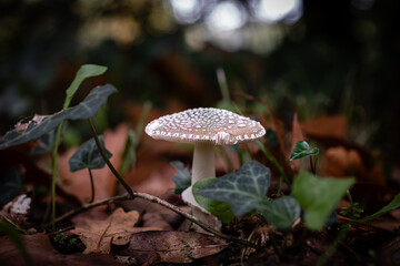 Panther cap mushroom, a species of Amanita mushrooms, growing through the leaf mould of a forest floor in the Dordogne region of France
