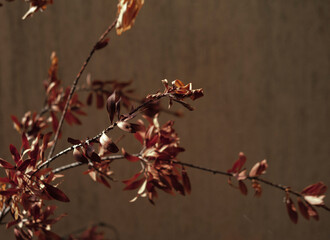 autumn fall background, dry brown leaves on tree branch