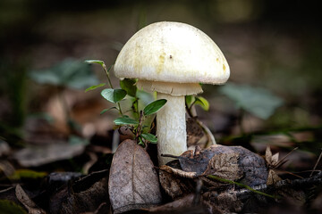 Death cap mushroom, a species of Amanita mushrooms, growing through the leaf mould of a forest floor in the Dordogne region of France