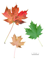 サトウカエデの葉色々　11月撮影