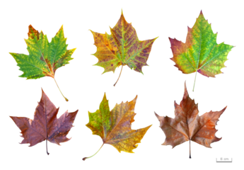 プラタナスの葉色々　11月撮影