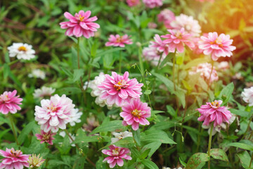 Common Zinnia or Zinnia elegans is one of the most famous flowering annuals of the genus Zinia with sunbeams