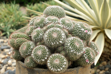 Notocactus Scopa is a globular cactus. The thorns are arranged in rows of silver color. or white...