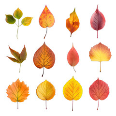 Obraz premium Autumn Leaves. Isolated on a Transparent Background. Cutout PNG.