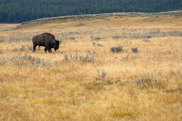 American Bison in the Valley