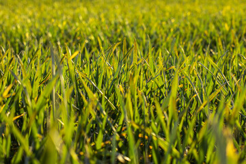 Close up fresh cut green grass in the field in countryside 