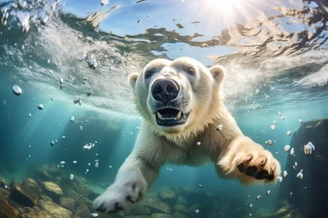 Foto auf Acrylglas polar bear swimming © nataliya_ua