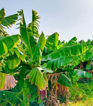 Banana fruit plants orchard dwarf cavendish bananas garden musa kela crop trees in agriculture field land farm bananiers plantas banano bananeiras image stock photo