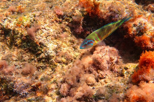 Colorful marine life - fish and algae on the rocks.The ornate wrasse (Thalassoma pavo) - vivid fish in the ocean. Underwater photography from snorkeling. Wildlife in the shallow sea.