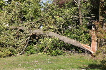 Chêne arraché par la tempête