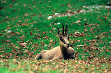 Chamois, Rupicapra rupicapra