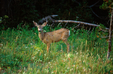 Chevreuil, jeune, Capreolus capreolus