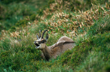 Chamois, Rupicapra rupicapra
