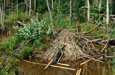 Castor, cabane , barrage, Castor fiber