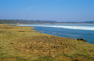 Sanglier, bauge, hiver, Sus scofa, lac du Parc naturel régional de la forét d'Orient, 10, Aube, région Champagne Ardenne; France