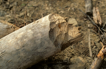 Castor,  Castor fiber , arbre mangé par un castor