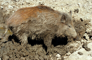 Sanglier, bauge, Sus scrofa