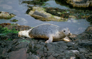 Phoque gris, Halichoerus grypus