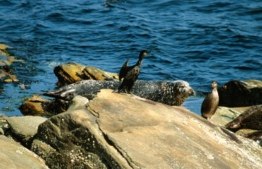 Fototapeta premium Veau marin, Phoca vitulina, Cormoran huppé, .Phalacrocorax aristotelis, European Shag