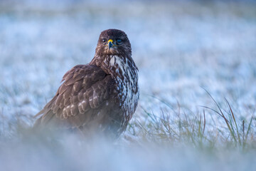 red tailed hawk