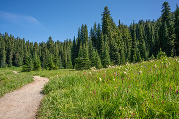 Path Along the Wildflowers